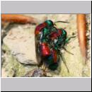 X-Chrysis viridula - Goldwespe 12a Paarung Tongrube-OS-Wallenhorst.jpg